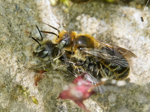 Bild: Natternkopf-Mauerbienen, Osmia adunca, Paarung