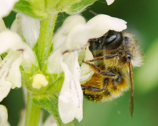 Bild: Rostrote Mauerbiene, Osmia bicornis, Weibchen am Aufrechten Ziest, Stachys recta, Lippenblütler, Wildbiene