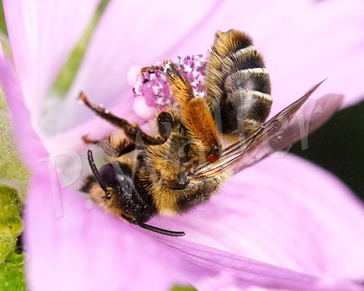 Bild: Glockenblumen-Sägehornbiene, Melitta haemorrhoidalis, Weibchen, Moschusmalve, Malva moschata, Malvaceae, rosa Blüte, pink Blüte, oligolektische Wildbiene
