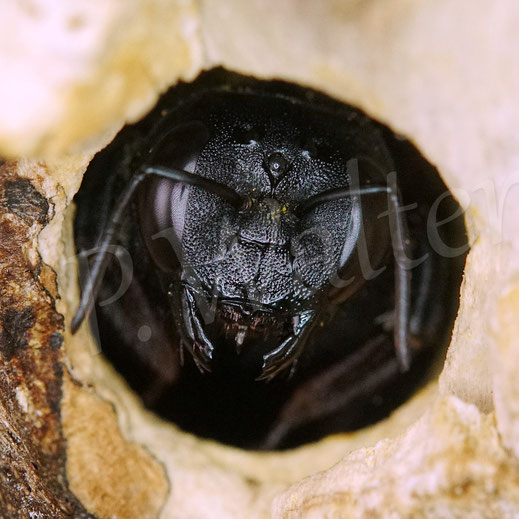 Bild: Blauschwarze Holzbiene, Große Holzbiene, Blaue Holzbiene, Xylocopa violacea, Weibchen, Wildbiene, wildbee, violet carpenter bee, Blauwzwarte houtbij, Totholz, Bistgang, Nistplatz