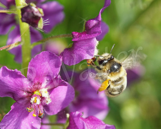 Bild: Streifen-Pelzbiene / Gebänderte Pelzbiene / Sommerpelzbiene , Anthophora aestivalis, an einer Violetten Königskerze, Verbascum phoeniceum, Wildbiene