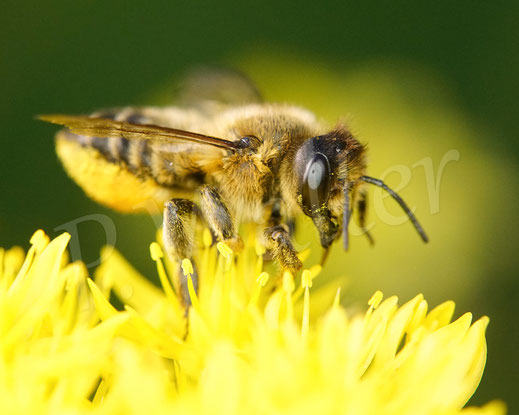 Bild: Weibchen, Garten-Blattschneiderbiene, Totholz-Blattschneiderbiene, Megachile willughbiella, leafcutter bee, leaf cutting bee, Megachilidae, Wildbiene, wildbee, Felsen-Fetthenne, Sedum reflexum, Petrosedum rupestre, Tripmadam, Felsen-Mauerpfeffer