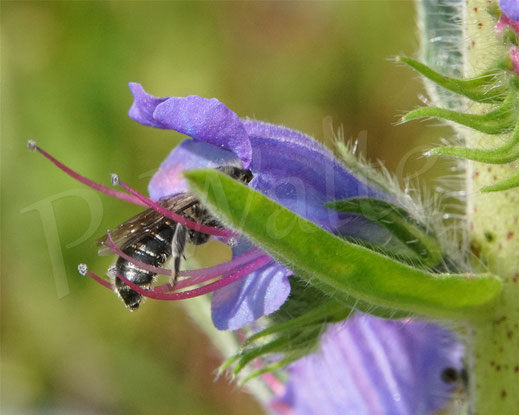 Bild: Weibchen der Natternkopf-Mauerbiene, Osmia adunca, in einer Natternkopfblüte