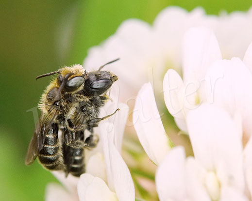 Bild: Schwarzspornige Stängel-Mauerbiene, Stängelbiene, Hoplitis leucomelana, Osmia leucomelana, Paarung, Pärchen, Wildbiene