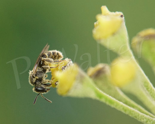 Bild: Furchenbiene, Schmalbiene, Weibchen am Nektartrinken, Lasioglossum, Halictus, Efeu, Herdera helix, Wildbiene