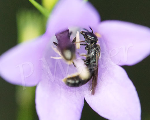 Bild: Kleine Glockenblumen-Scherenbiene, Osmia/Chelostoma campanularum/distinctum, Weibchen, Blüte, Rundblättrige Glockenblume, Campanula rotundifolia