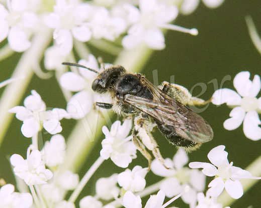 Bild: kleine Sandbiene, Andrena minutula-Gruppe, Zwergsandbiene, Wilde Möhre, Daucus carota subsp. carota, Doldenblütler, Apiaceae, Wildbiene