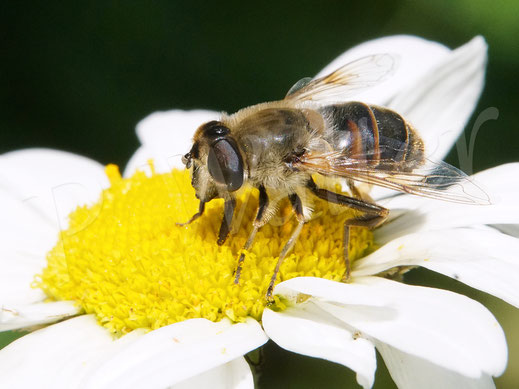 22.05.2022 :  Keilfleckschwebfliege an einer Margeritenblüte