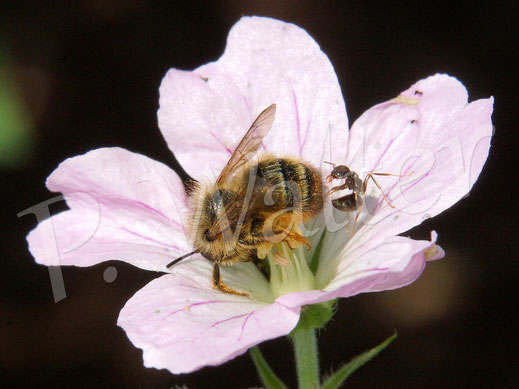 Bild: Wildbiene (Mauerbiene ?) wird auf einer Storchschnabelblüte von einer Ameise attakiert !