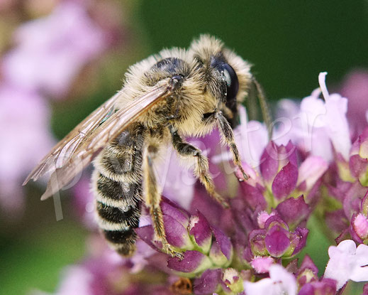 Bild: Gewöhnliche Bindensandbiene, Gemeine Sandbiene, Andrena flavipes, Männchen, zweite Generation, Gemeiner Dost, Oregano, Wildbiene, Blüte, Lippenblütler, Lamiaceae