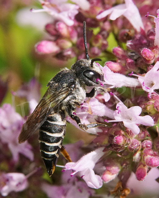 Bild: Goldsaum-Kegelbiene, Coelioxys aurolimbata, Weibchen am Dost, Oregano, Origanum vulgare,  Lavendel, Wildbiene, Kuckucksbiene, Lippenblütler