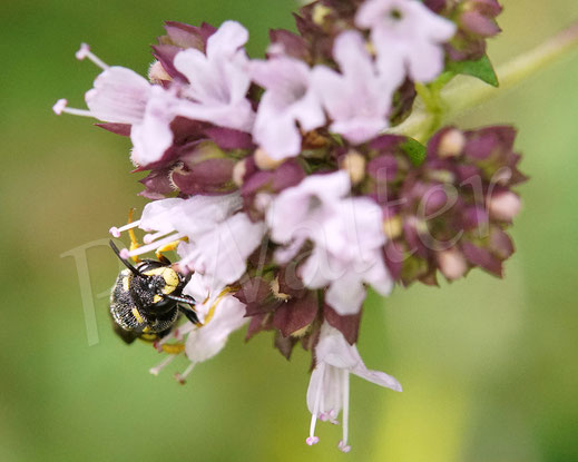 Bild: Gelbe Düsterbiene, Stelis signata, Kuckucksbiene, Wildbiene, Echter Dost, Oregano, Origanum vulgare, Lippenblütler