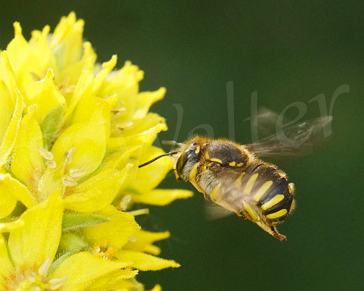 Bild: Garten-Wollbiene, Anthidium manicatum, Weibchen, Flug, Gilbweiderich, Goldfelberich