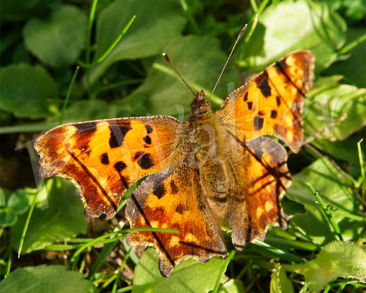 C-Falter, Comma butterfly, Schmetterling, Tagfalter Edelfalter, Polygonia c-album, Nymphalis c-album