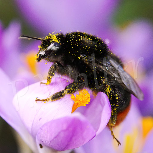 Bild: Steinhummelkönigin am Krokus, Weibchen, Bombus lapidarius, Pollenkörbchen, Nektar, Pollen, Blüte