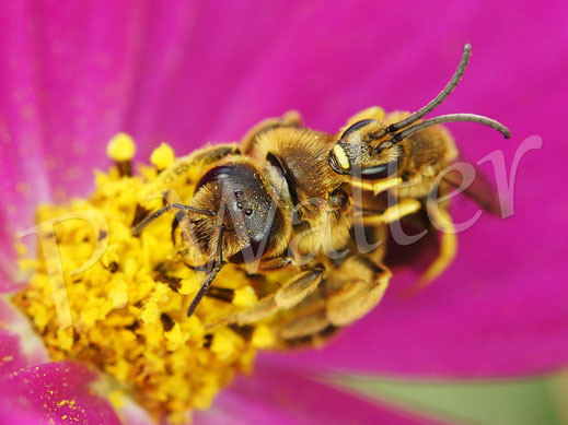 Bild: Gelbbindige Furchenbienen, Halictus scabiosae, Pärchen an einer Cosmeenblüte