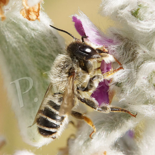 Bild: Platterbsen-Mörtelbiene, Megachile ericetorum, Banded Mud Bee, Männchen an einer Blüte vom Woll-Ziest, Stachys byzantina, Megachilidae