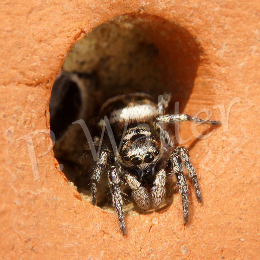 01.05.2016 : Springspinne hat es sich in einer ehemaligen Wildbienennest gemütlich gemacht