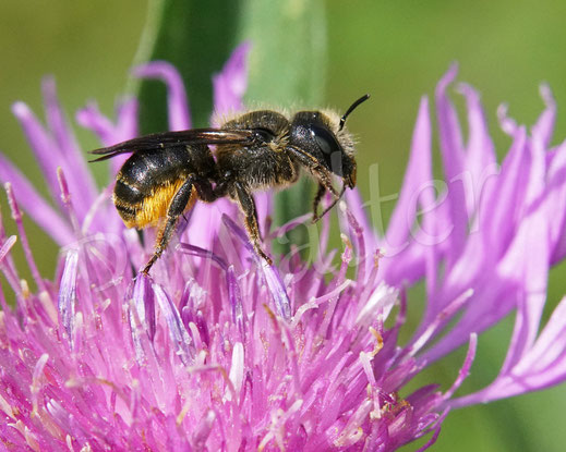 Bild: Osmia leaiana, Zweihöckrige Mauerbiene, Distel-Mauerbiene, Weibchen, Wiesen-Flockenblume, Centaurea jacea, Korbblütler, oligolektische Wildbiene
