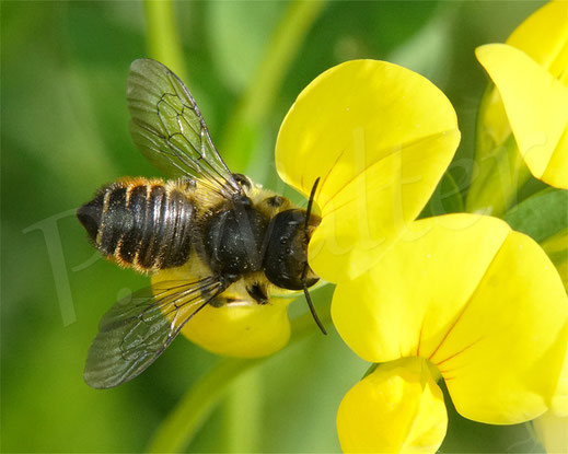 Bild: Weibchen, Garten-Blattschneiderbiene, Megachile willughbiella, am Hornklee, Wildbiene, Wildbienen, wildbee, solitary bee, Lotus corniculatus