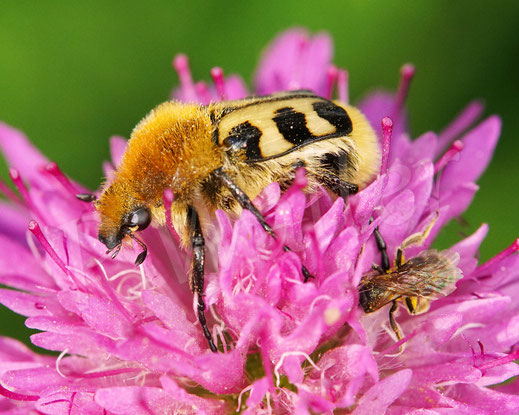 Bild: Gebänderter (?) Pinselkäfer, Trichius cf. fasciatus, Blatthornkäfer, Scarabaeidae, Coleoptera, Käfer, winzige Furchenbiene, Mazedonische Knautie, Mazedonische Witwenblume, Purpur-Witwenblume, Knautia macedonica