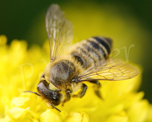 Bild: Weibchen, Garten-Blattschneiderbiene, Totholz-Blattschneiderbiene, Megachile willughbiella, leafcutter bee, leaf cutting bee, Megachilidae, Wildbiene, wildbee, Felsen-Fetthenne, Sedum reflexum, Petrosedum rupestre, Tripmadam, Felsen-Mauerpfeffer
