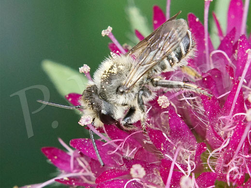 Bild: Blattschneiderbiene, Mörtelbiene, Megachile spec., Mazedonische Knautie, Knautia macedonica, Witwenblume