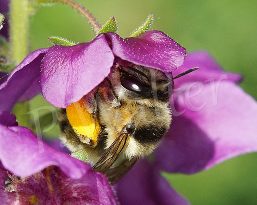 Bild: Streifen-Pelzbiene / Gebänderte Pelzbiene / Sommerpelzbiene , Anthophora aestivalis, an einer Violetten Königskerze, Verbascum phoeniceum, Wildbiene