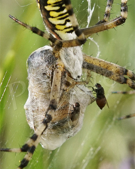 Bild: Wespenspinne mit Beute, Argiope bruennichi, Radnetz, wasp spider, Spinnennetz, Beute, Fliegen