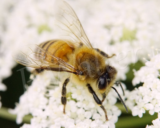 Bild: Honigbiene, Apis mellifera, honey bee, Wilde Möhre, Daucus carota subsp. carota, Doldenblütler, Apiaceae