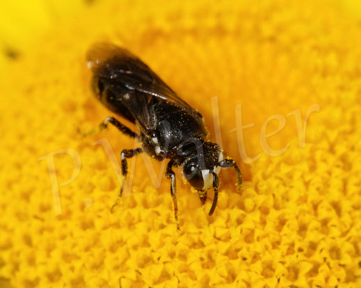 Bild: Rainfarn-Maskenbiene, Hylaeus nigritus, hier ein Männchen, Färberhundskamille, Anthemis tinctoria, Korbblütler, Asteraceae, Blüte, Wildbiene, wildbee, yellow-face bee