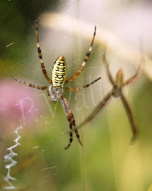 Bild: Wespenspinne, Argiope bruennichi, Radnetzspinne, Araneidae, Spinnennetz