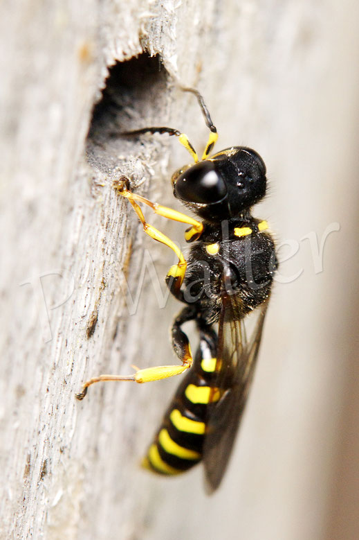 Bild: Grabwespe der Gattung Ectimnius, Grabwespen, Crabronidae