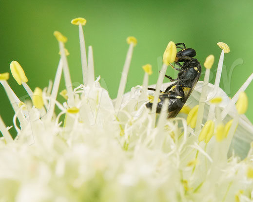 Bild: Maskenbienenweibchen in den Blüten der Frühlingsziebel, wahrscheinlich Hylaeus communis oder confusus