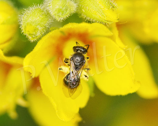 Bild: Schmalbiene, Lasioglossum spec., Weibchen, Punktierter Gilbweiderich, Lysimachia punctata, Wildbiene