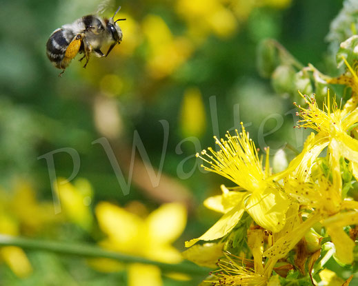 Bild: Streifen-Pelzbiene / Gebänderte Pelzbiene / Sommerpelzbiene , Anthophora aestivalis, am Johanniskraut, Hypericum perforatum, Wildbiene