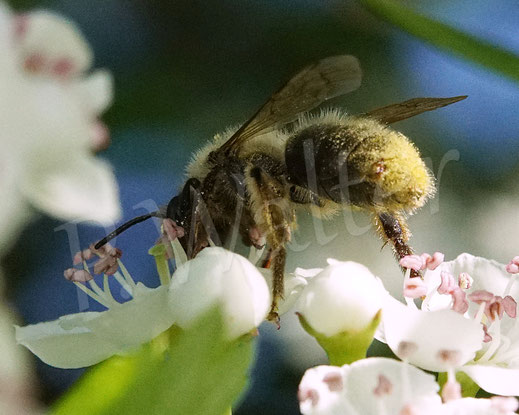 Bild: wohl die Schottische Sandbiene, Andrena scotica, Weibchen am Weißdorn, Wildbiene, Crataegus, Stylops, Fächerflügler