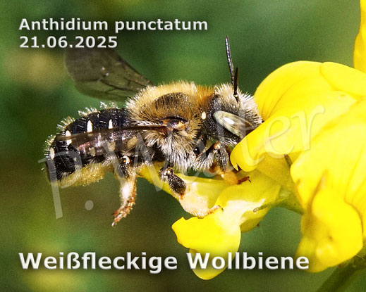 Bild: Weißfleckige Wollbiene, Weißgefleckte Wollbiene, Kleine Wollbiene, Anthidium punctatum, Weibchen, Wildbiene, Gewöhnlicher Hornklee, Lotus corniculatus, Hülsenfrüchtler, Fabaceae, Schmetterlingsblütler, Blüte
