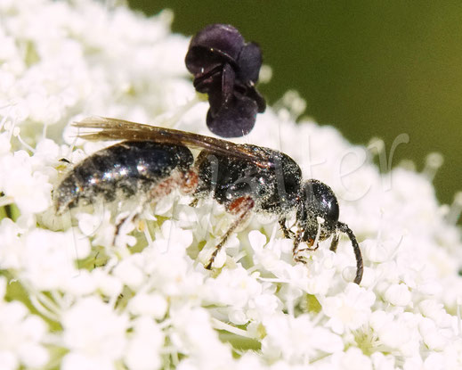 Bild: Gemeine Rollwespe, Tiphia cf. femorata, Wilde Möhre, Daucus carota subsp. carota, Doldenblütler, Apiaceae