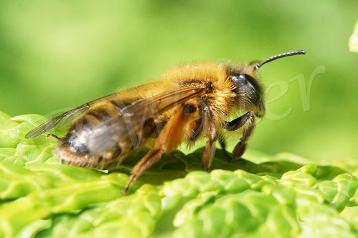 Bild: frisch geschlüpfte Sandbiene, Andrena spec., bivoltin oder späte Art