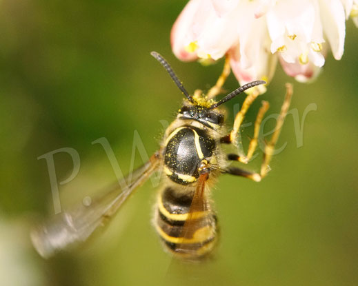 Bild: Wespe, Gemeine Pimpernuss, Staphylea pinnata, Klappernuss, Gefiederte Pimpernuss, Pimpernussgewächse, Staphyleaceae, Pimpernüsse, weiße Blüten, Strauch