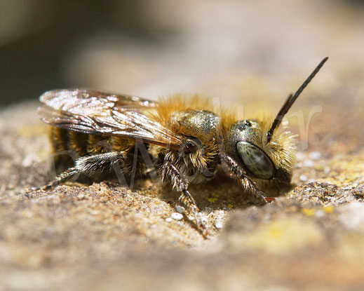 Bild: Stahlblaue Mauerbiene, Osmia caerulescens, Männchen, Wildbiene