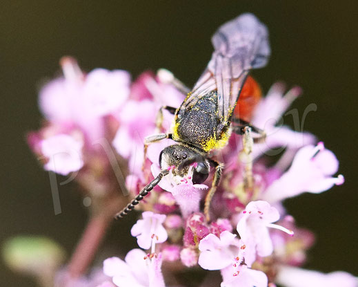 Bild: Riesen-Blutbiene, Große Blutbiene, Sphecodes albilabris, Echter Dost, Oregano, Origanum vulgarem Lippenblütler, Wildbiene, Kuckucksbiene, Buckelbiene