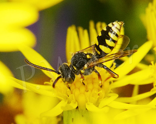 Bild: Wespenbiene, Männchen, am Jakobskreuzkraut, Senecio jacobaea, Wildbiene, Kuckucksbiene, Nomada spec.