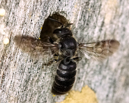 Text: Schwarzflügelige Düsterbiene, Stelis phaeoptera, Weibchen, Nistplatz einer Luzerne-Blattschneiderbiene, Megachile rotundata, an der Nistwand, Insektenhotel beehome beehotel Insektennisthilfe, Kuckucksbiene, cuckoo bee, Wildbiene, Bohrloch, Nistgang