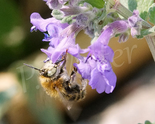 Bild: Vierfleck-Pelzbiene, Anthophora quadrimaculata, Männchen an der Katzenminze, Nepata, Lippenblütler, Lamiaceae, Wildbiene, Blüte