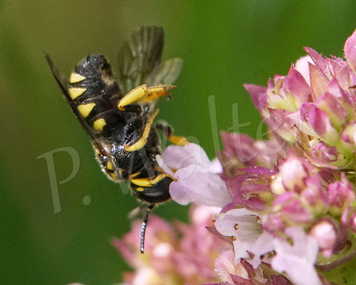 Bild: Gelbe Düsterbiene, Stelis signata, Kuckucksbiene, Wildbiene, Echter Dost, Oregano, Origanum vulgare, Lippenblütler