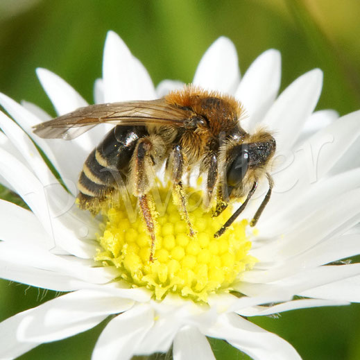 Bild: Rotbeinige Körbchen-Sandbiene, Andrena dorsata, am Gänseblümchen