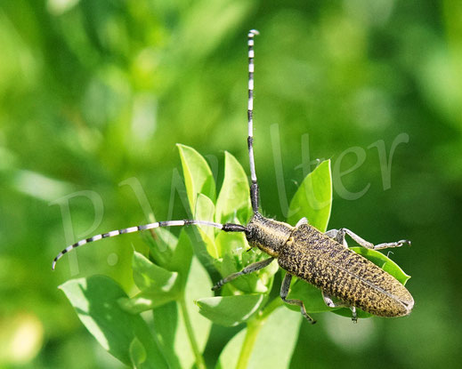 Bild: Scheckhorn-Distelbock, Nesselbock, Linienhalsiger Halmbock, Agapanthia villosoviridescens, Bockkäfer, Cerambycidae, Käfer, Coleoptera, Weberböcke, Lamiinae