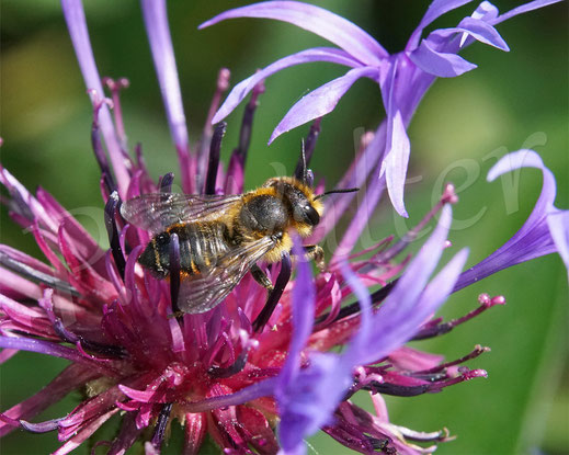 Bild: Weibchen, Buntfarbige Blattschneiderbiene, Megachile versicolor, an der Berg-Flockenblume